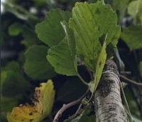 Alnus glutinosa - Zwarte Els - 1