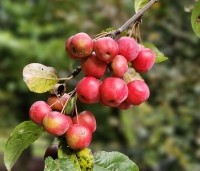 Malus 'Red Sentinel' - Sierappel - 1