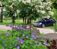 Geranium 'Rozanne' - Ooievaarsbek - blauwe bloem in combinatie met witte trosroo