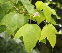 Amberboom monticola 