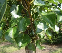 blad Pyrus calleryana ‘Chanticleer’ 