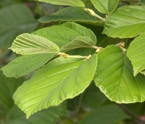 Hamamelis