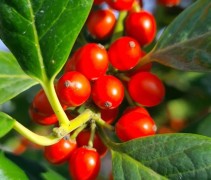 Ilex 'Nellie Stevens'