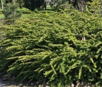 Lonicera nitida 'Elegant' - Kamperfoelie 'Elegant' - vakbeplanting - 1