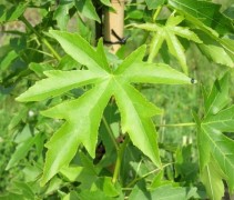 Liquidambar styraciflua 'Worpleston'