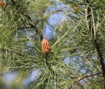 Pinus Pinaster
