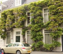 Wisteria Sinensis