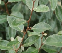 Elaeagnus ebbingei bladerendek