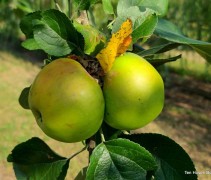 Malus domestica 'Jacques Lebel'