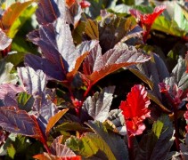 Physocarpus Opulifolius 'André'