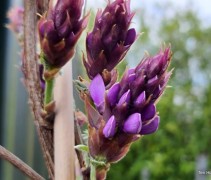 Wisteria brachybotrys 'Yokohama Fuji'