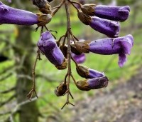 paulownia tomentosa - paulownia tomentosa - 1