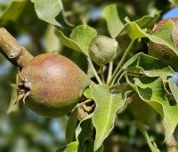 Pyrus com. 'Gieser Wildeman"  - Pyrus com. 'Gieser Wildeman"  - 1