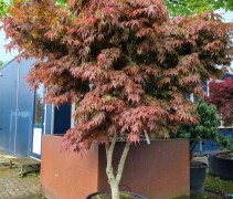 Acer palmatum 'Fior d'Arancio'