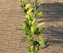 Prunus Rotundifolia C3