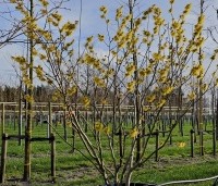 Hamamelis mollis - Toverhazelaar - 2