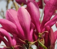 Magnolia 'Betty' - Magnolia 'Betty' - 1