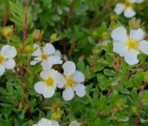 Potentilla Abbotswood