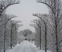 Haagbeuk, boogvormen in de sneeuw