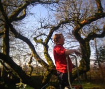 Malus domestica  (snoeiwerk boomspecialisten Ten Hoven Bomen)