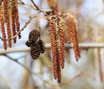 Alnus Glutinosa