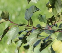 Alnus Glutinosa