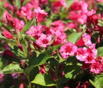 Weigela Bristol Ruby
