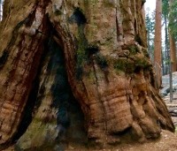 Sequoiadendron giganteum - Mammoetboom - 2