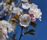 Prunus serrulata 'Sunset Boulevard' - Japanse Sierkers - 4