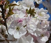 Prunus serrulata 'Sunset Boulevard' - Japanse Sierkers - 6