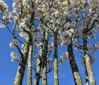 Prunus serrulata 'Sunset Boulevard' - Japanse Sierkers - 9