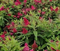 Buddleja davidii 'Butterfly Candy Little Ruby' - dwergvlinderstruik rood - 3