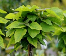 Catalpa bignonioides 'Nana'