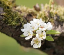 Pyrus communis 'conference'