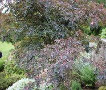 Rosa Glauca