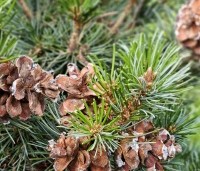 Pinus parviflora 'Negishi' - Japanse witte den 'Negishi' - 6