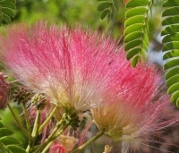 Albizia julibrissin 'Ombrella' - Perzische slaapboom 'Ombrella' - 1
