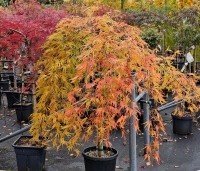 Acer palmatum 'Dissectum' - Japanse esdoorn 'Dissectum' - herfst