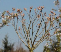  Aesculus pavia 'Rosea Nana' 