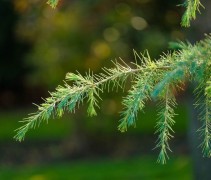 Cedrus deodara