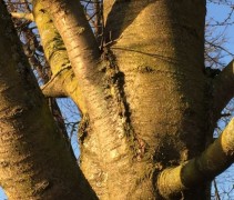 Prunus Avium