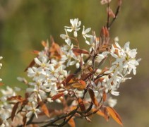 Amelanchier lamarckii