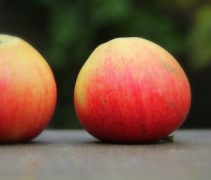 Malus domestica 'Pinova'