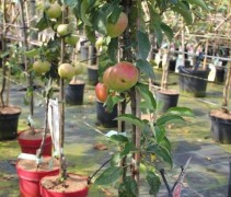 Malus Gold Sensation
