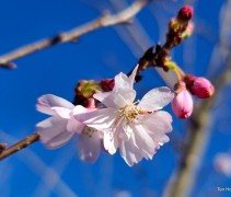 Prunus x subhirtella 'Autumnalis Rosea'