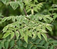 Aralia elata 'Variegata' - Aralia elata 'Variegata' - 2