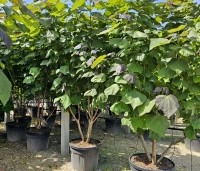 Catalpa erubescens 'Purpurea' - Purperkleurige trompetboom - 14
