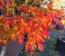 Japanse esdoorn 