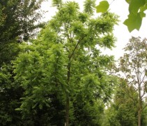 Juglans nigra 