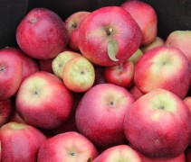 Malus domestica 'Gloster'